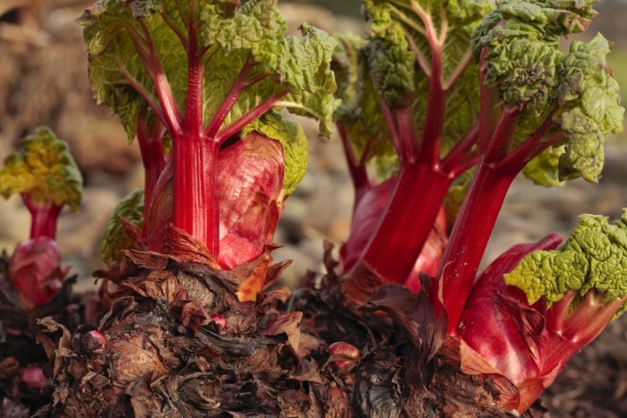 rhubarb shoots