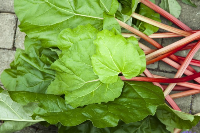 harvested rhubarb stalks with their leaves