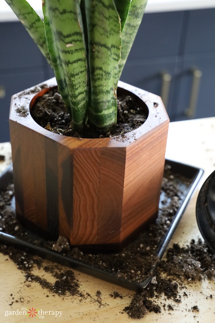 snake plant division with soil