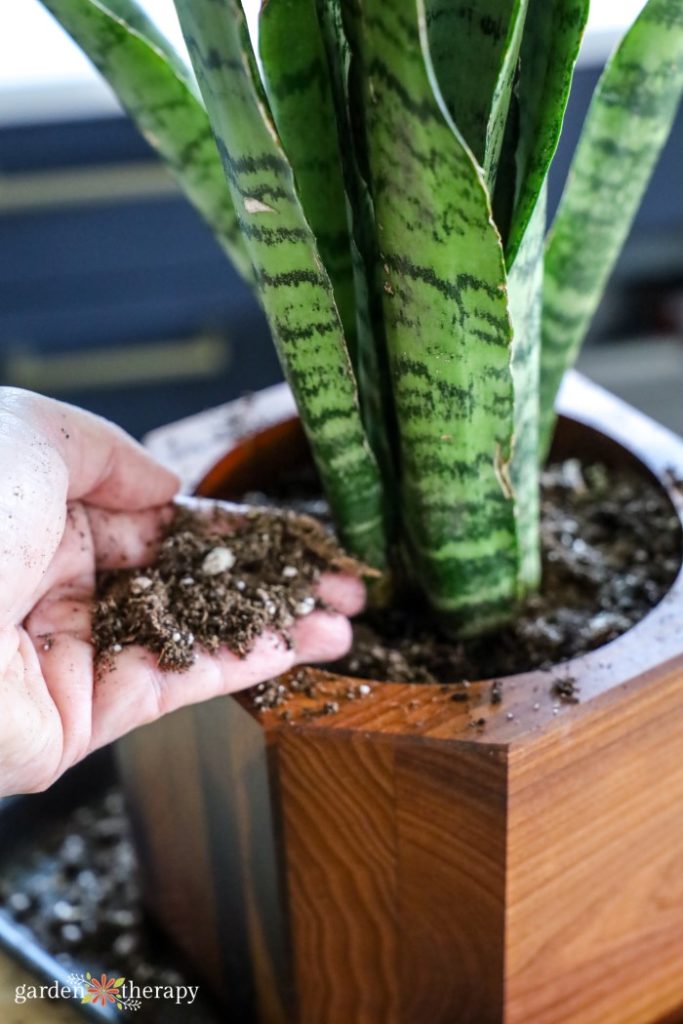 snake plant with potting soil