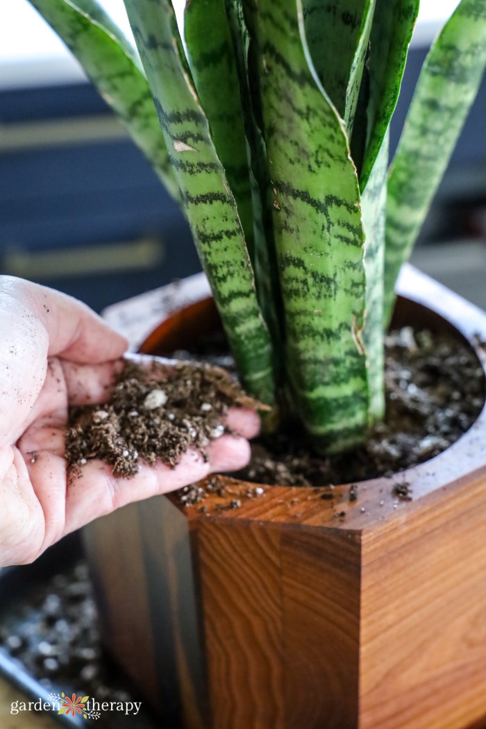 Coconut Coir for Houseplants / Sustainable Amendment 