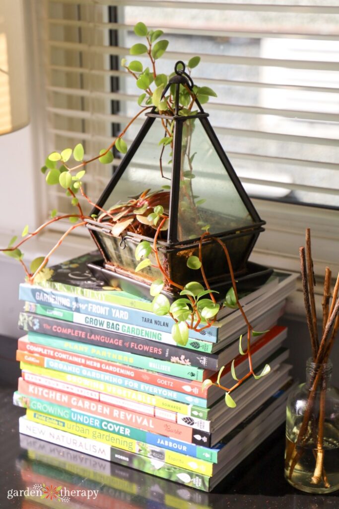 Planta de terrario en una pila de libros.