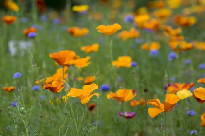 poppies: Blue Water Health