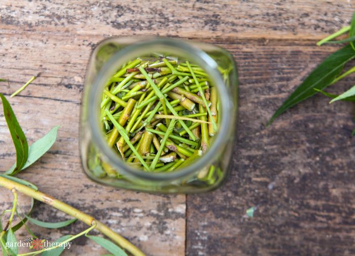 willow cuttings: DIY rooting hormone recipe