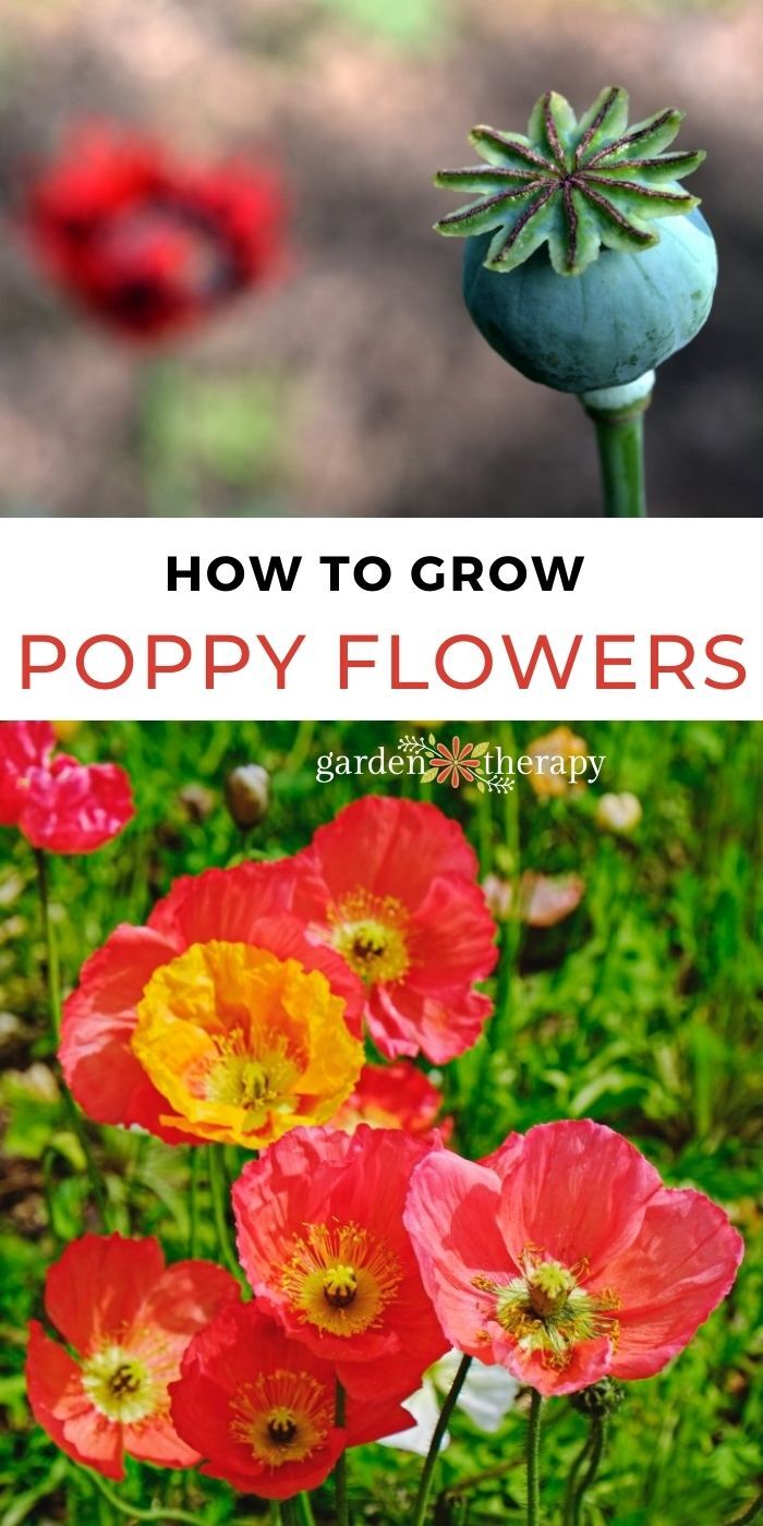 6 Must-Know Poppies How to Grow these Pretty Poppy Flowers from Seed