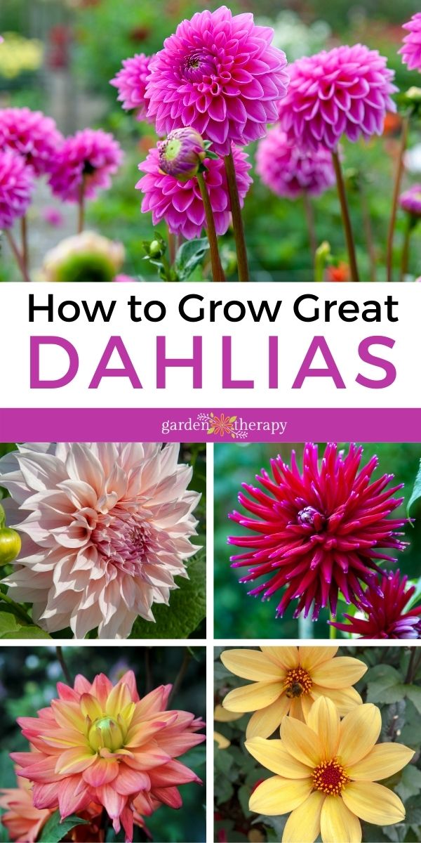 How to grow Great Dahlias