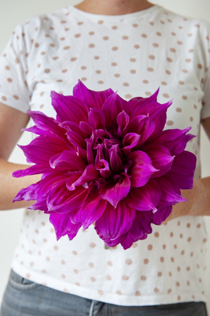 Large dinnerplate dahlia being held