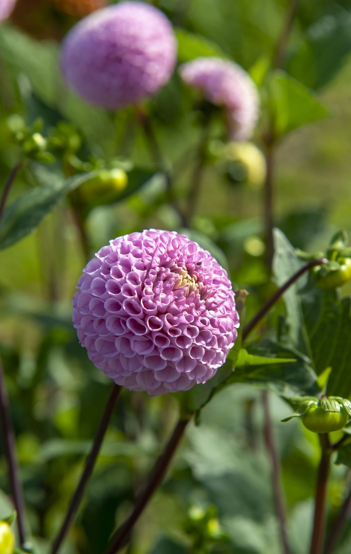 Small purple pompon dahlia