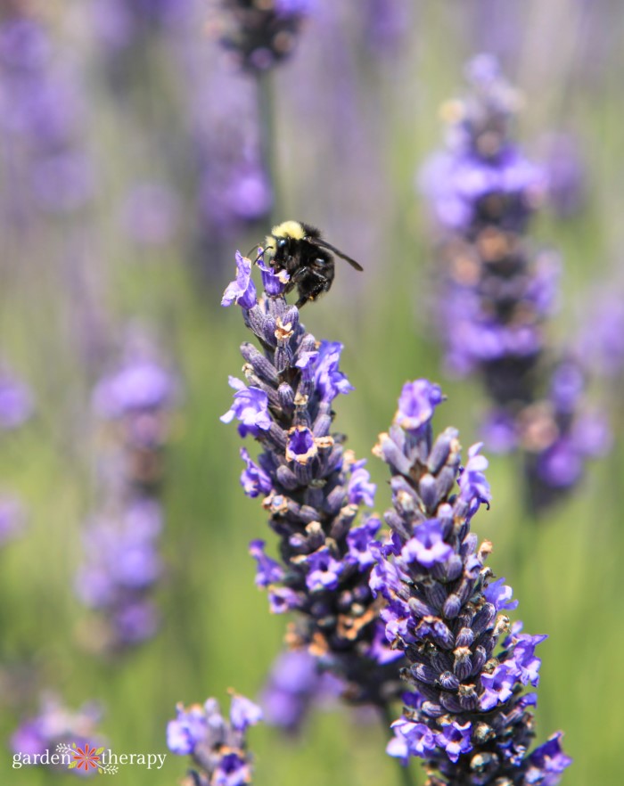 bee on lavender