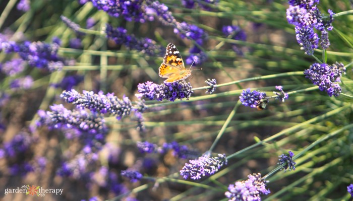 butterfly on lavender