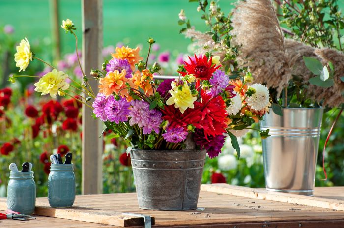 dahlia flowers for a cutting garden