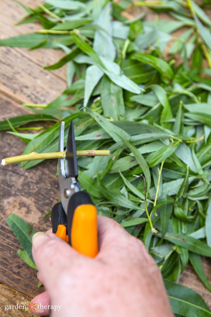 cutting willow for willow water