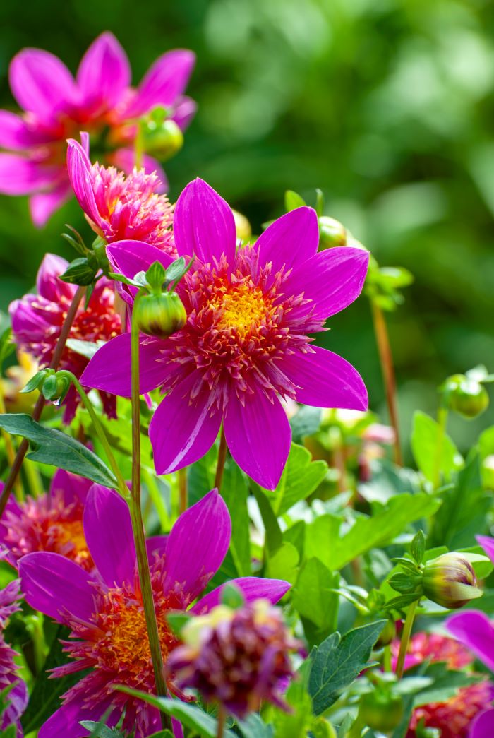 how to grow dahlia