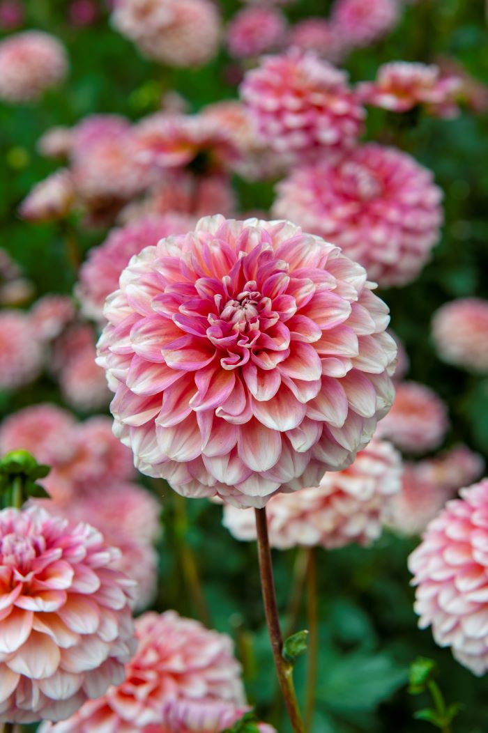 Image of Dahlias summer flowers