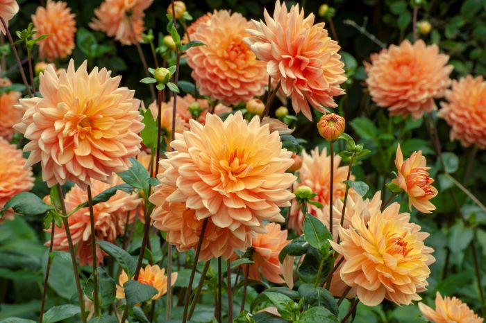 orange dahlia flowers