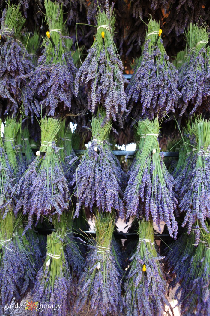 bunches of dried lavender