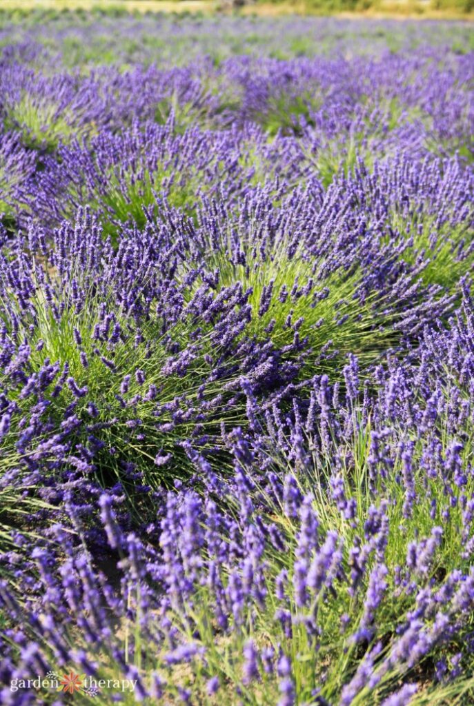 blooming lavender growing in rows at a lavender farm