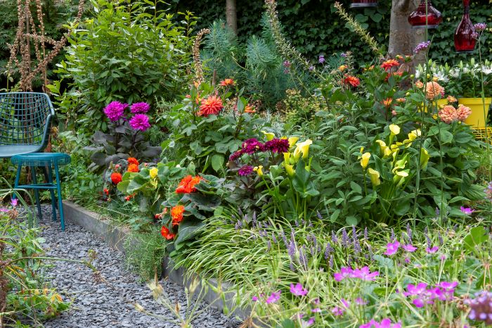 grow dahlias at home