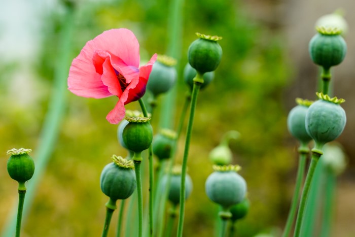 poppy flower and seed heads