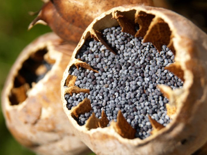 cut open poppy seed head