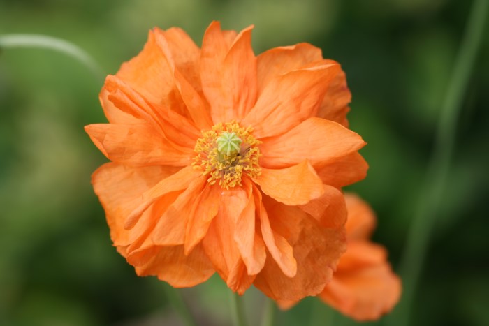 orange double flowered poppy