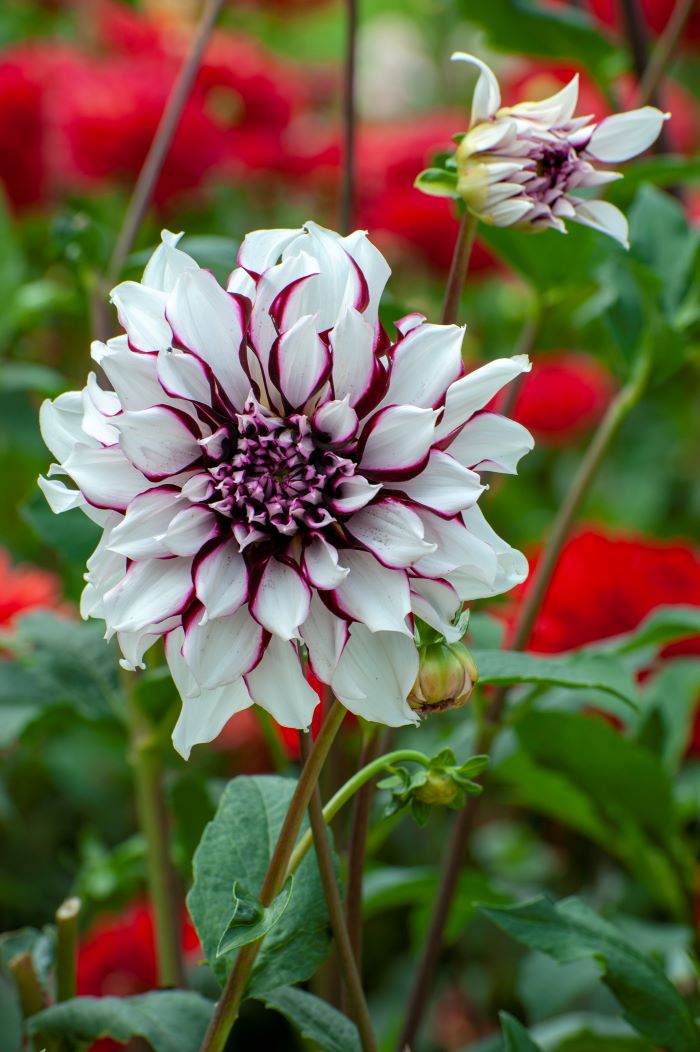 white dahlia flower