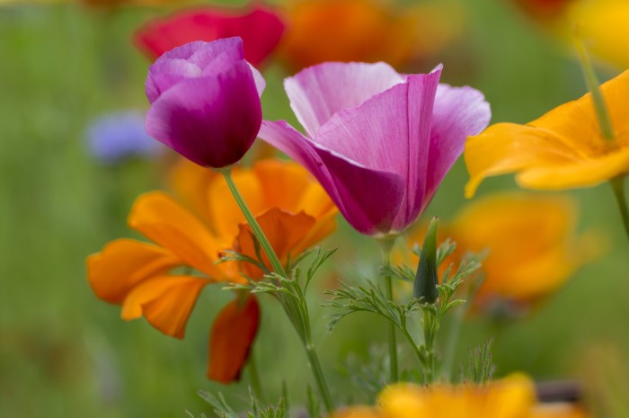 california poppies in purple and orange