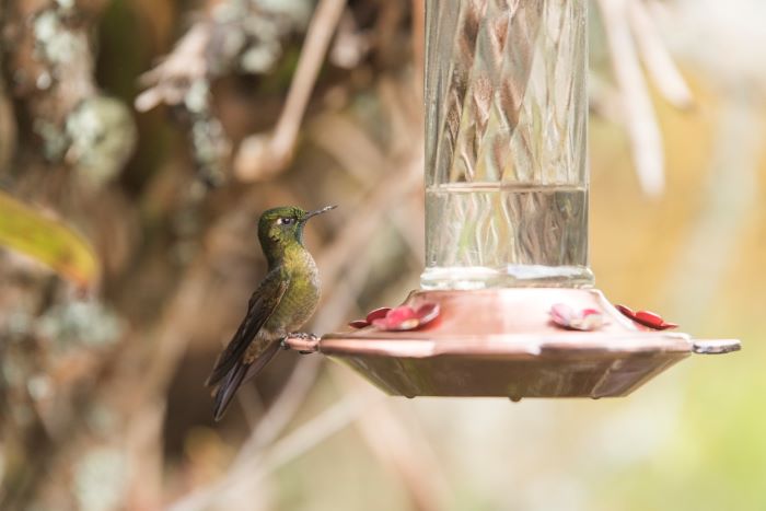 red hummingbird feeder