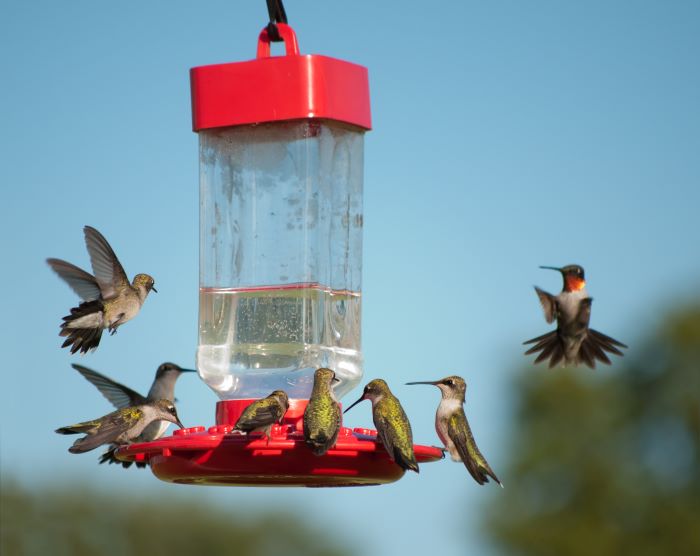 hummingbirds at feeder