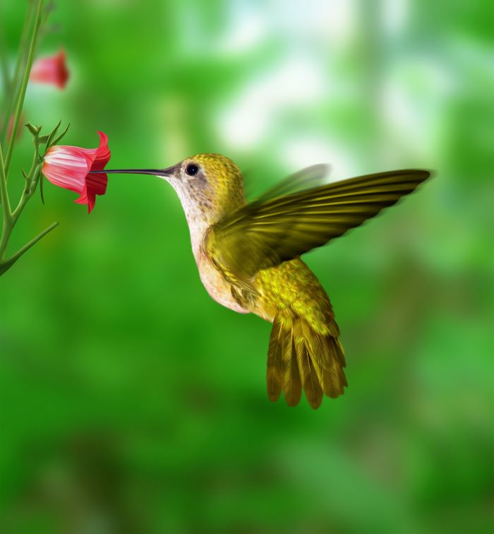 Vonzza a természet legkisebb szórólapját ezzel a kolibri étel receptjével – Hogyan készítsek?