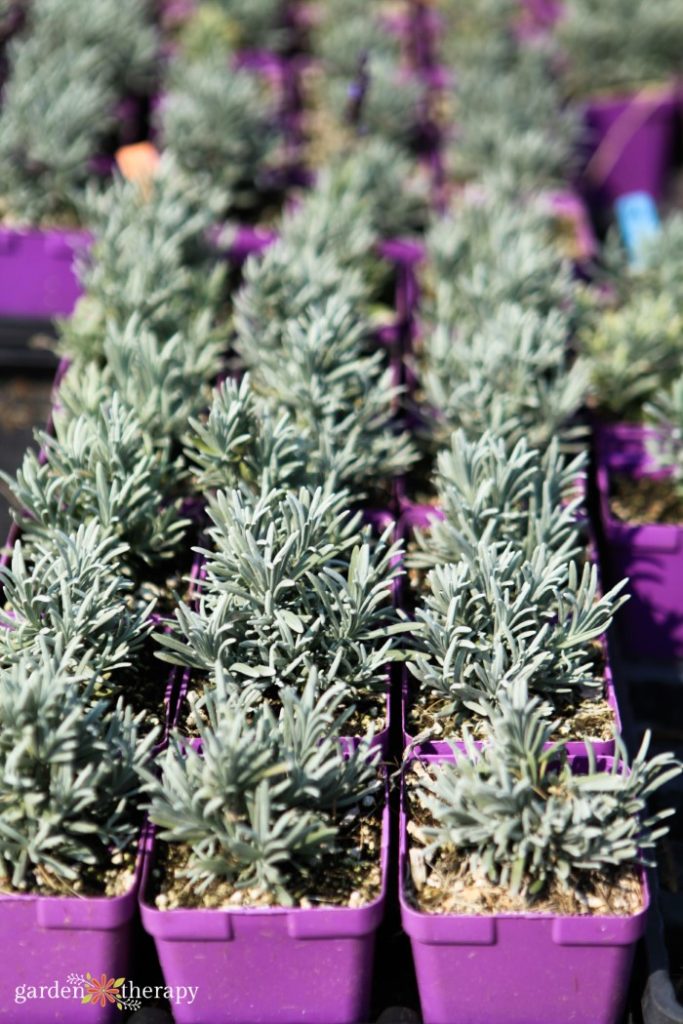 propagating lavender for free garden plants