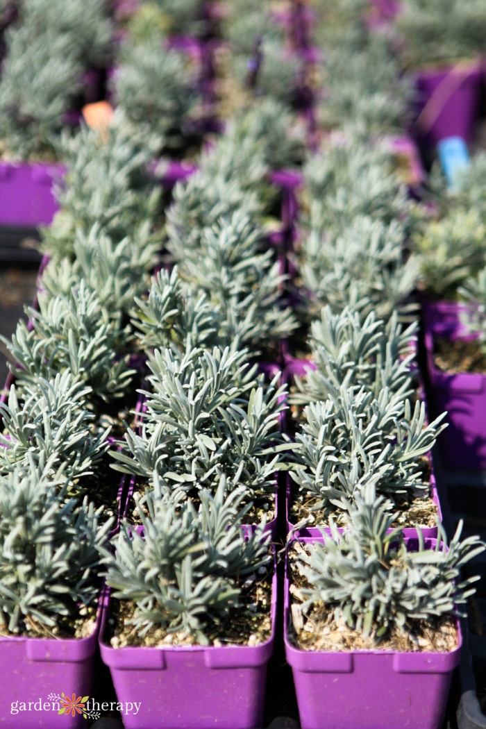 rows of lavender cuttings in purple containers