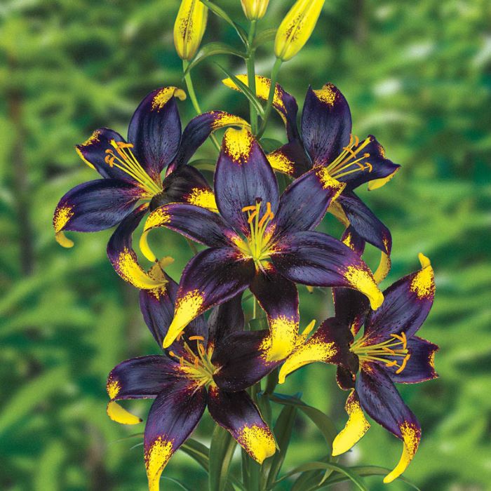 lillium lionheart flower