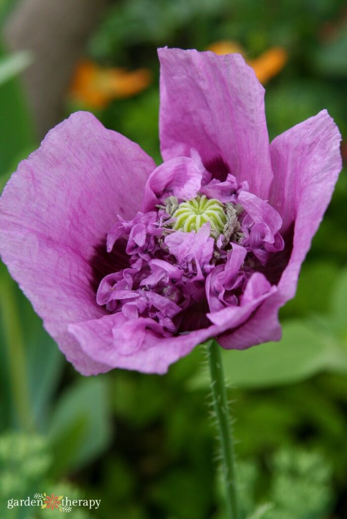 amapola de opio púrpura
