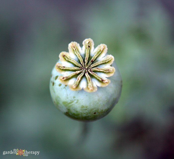 poppy seed head