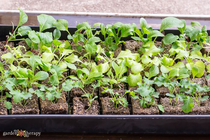 starting seeds in a tray