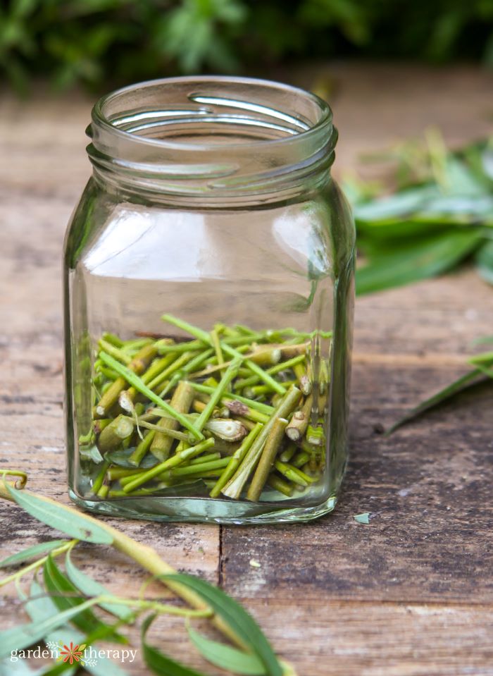 willow water recipe being made in a large glass jar