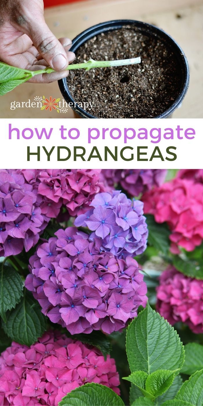 propagating hydrangeas