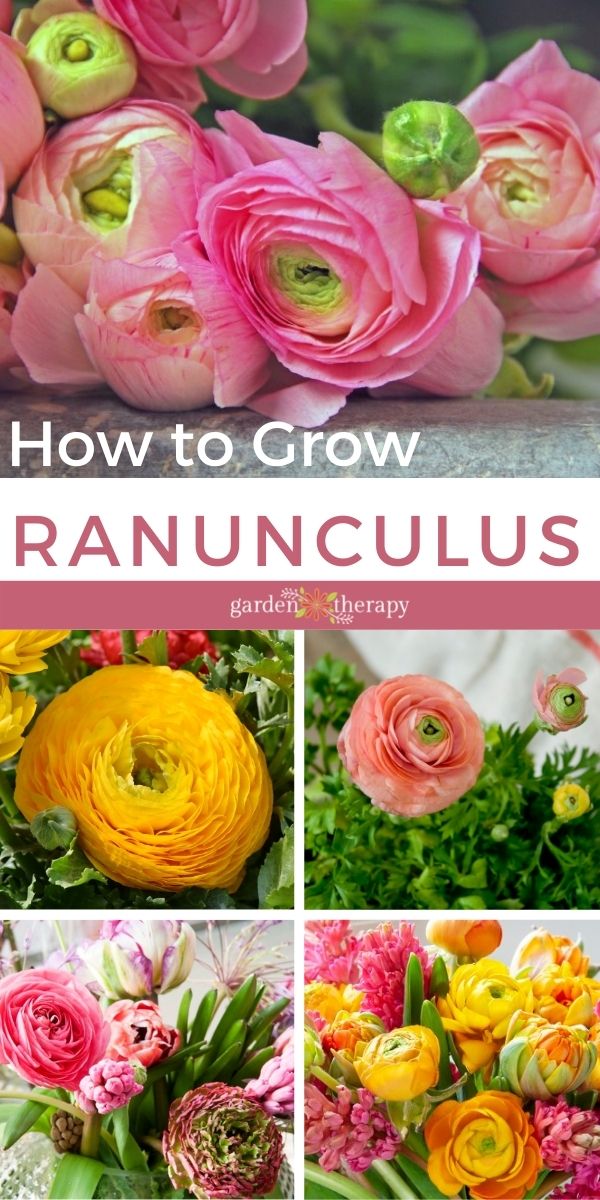How to grow Ranunculus Flowers