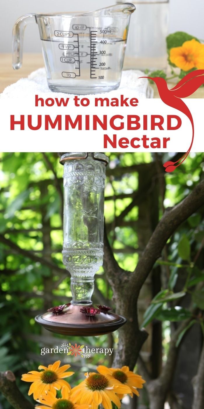 Hummingbird Food Recipe