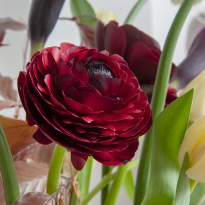 burgundy ranunculus
