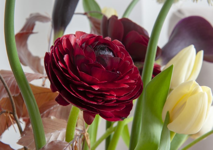 burgundy ranunculus