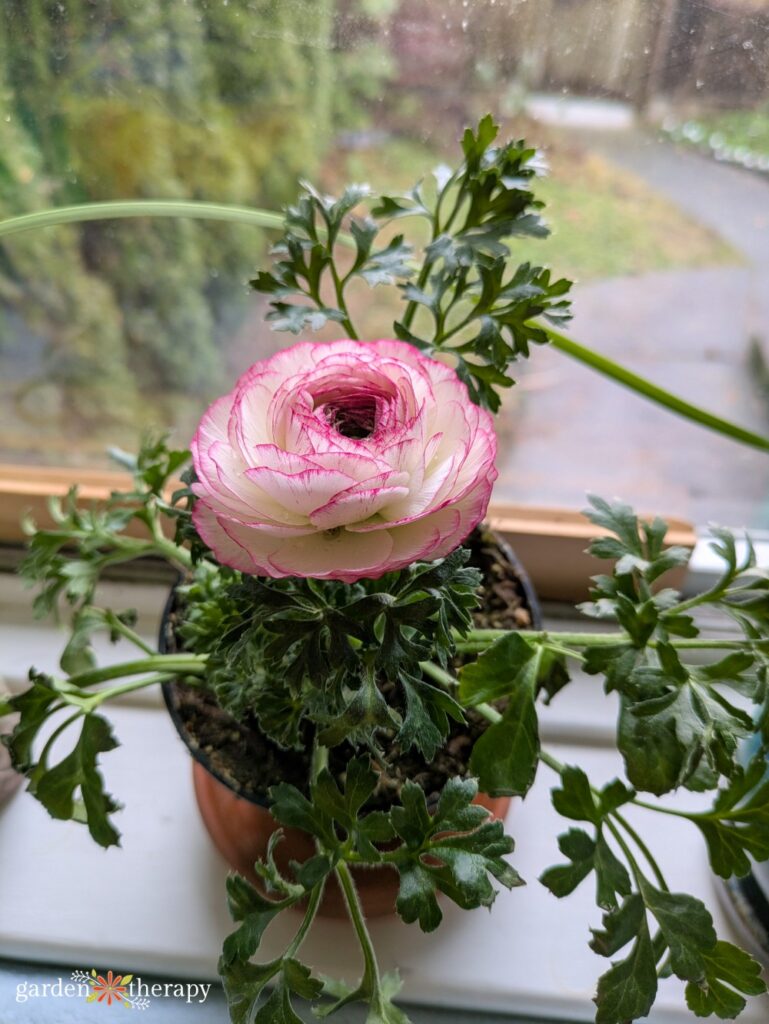 pink and white ranunculus in nursery pot