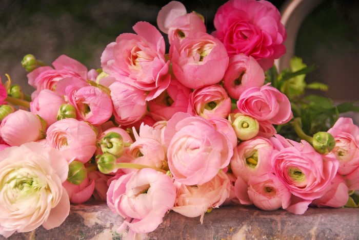 Ranunculus asiaticus flowers