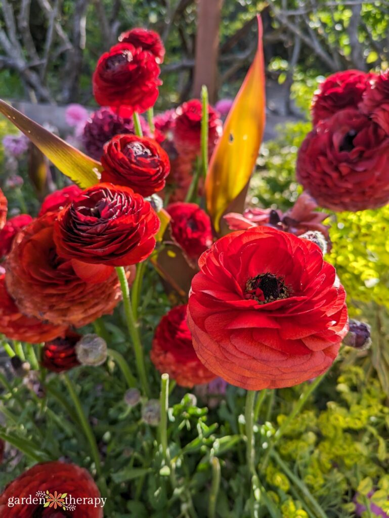 growing ranunculus in garden