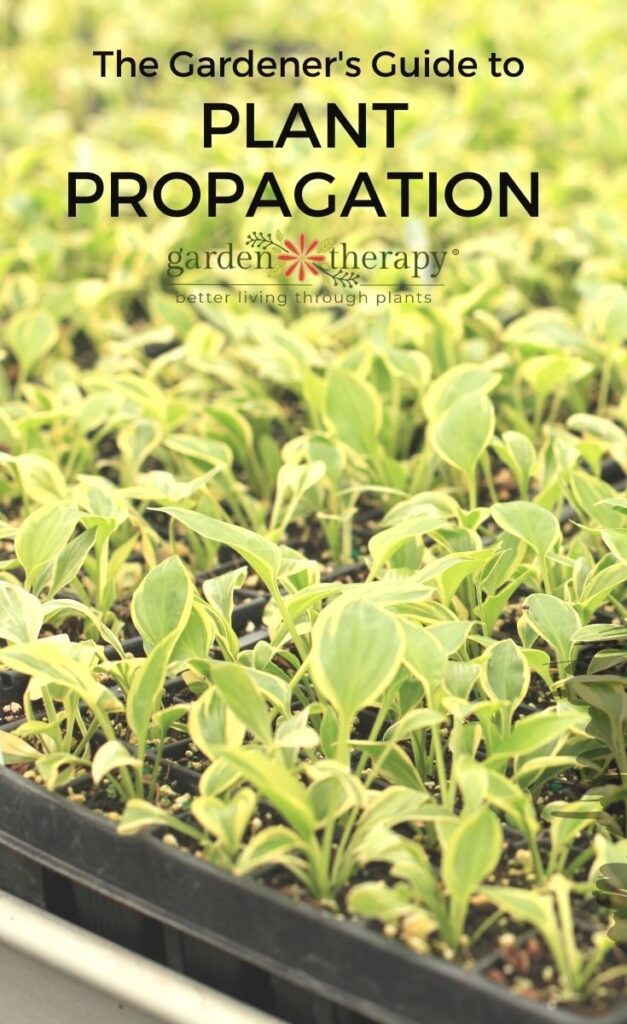 plant propagation