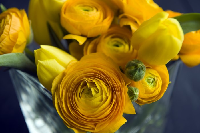 gold ranunculus