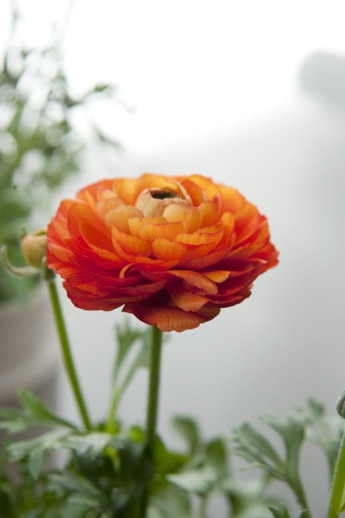 orange ranunculus