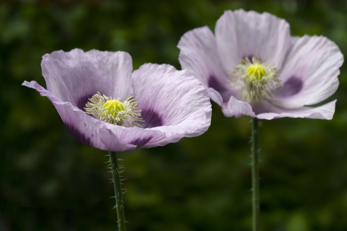 purple opium poppy