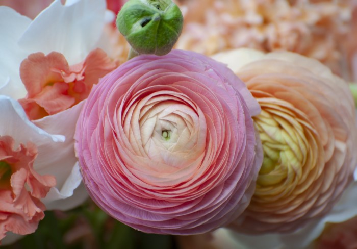 Chamallow - Ranunculus Bulbs, Flower Bulbs